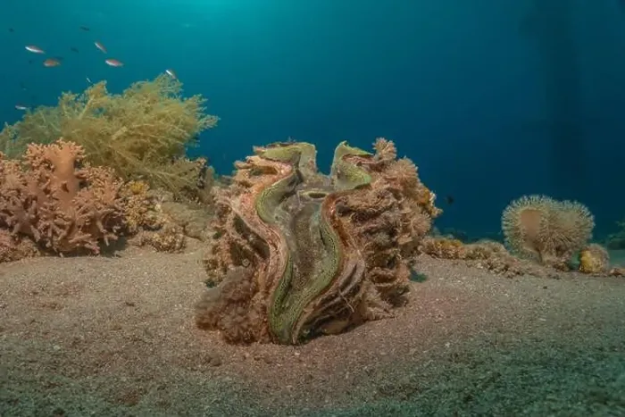 Framed Print : Giant Clam in the Red Sea Colorful and beautiful, Eilat Israel Framed Print : Giant Clam in the Red Sea Colorful and beautiful, Eilat Israel