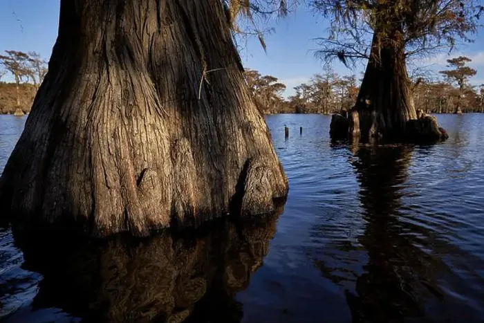 Framed Print : Giant Cypress Trees standing in the lake Framed Print : Giant Cypress Trees standing in the lake