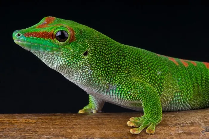 Framed Print : Giant day gecko / Phelsuma madagascariensis grandis Framed Print : Giant day gecko / Phelsuma madagascariensis grandis