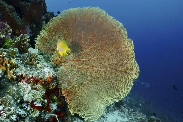 Framed Print : Giant fan coral (Annella mollis) with a small yellow fish nearby Framed Print : Giant fan coral (Annella mollis) with a small yellow fish nearby