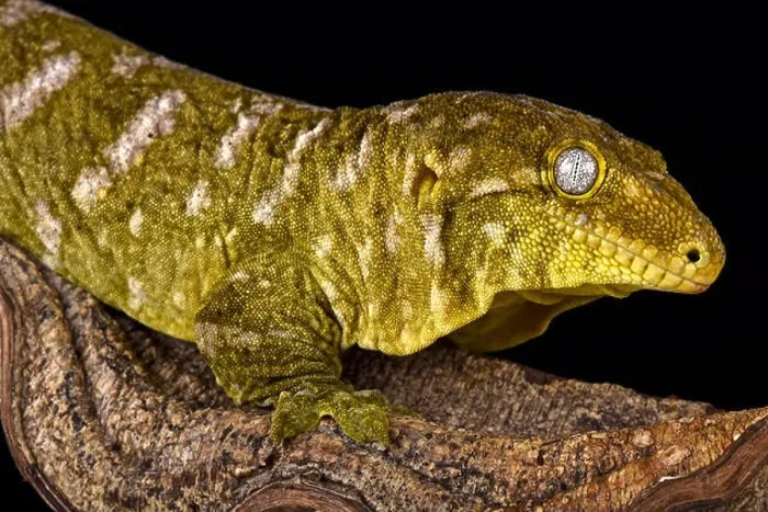 Framed Print : Giant gecko (Rhacodactylus laechianus) Framed Print : Giant gecko (Rhacodactylus laechianus)
