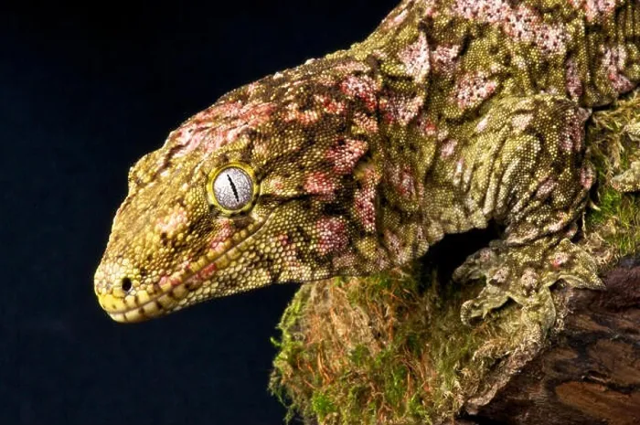 Framed Print : Giant gecko / Rhacodactylus laechianus laechianus Framed Print : Giant gecko / Rhacodactylus laechianus laechianus