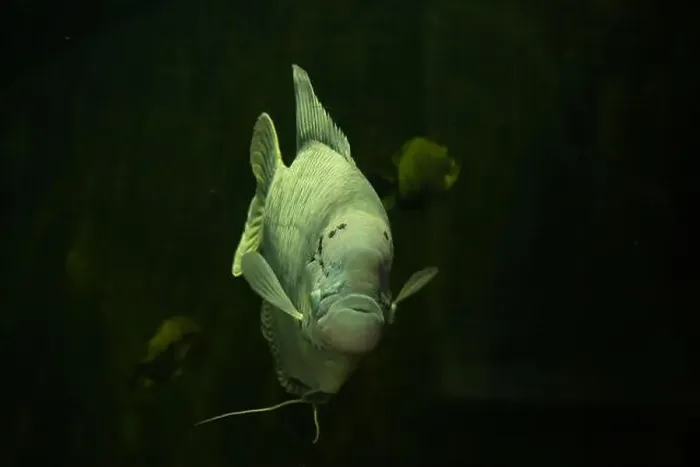 Framed Print : Giant gourami (Osphronemus goramy). Wild life animal Framed Print : Giant gourami (Osphronemus goramy). Wild life animal