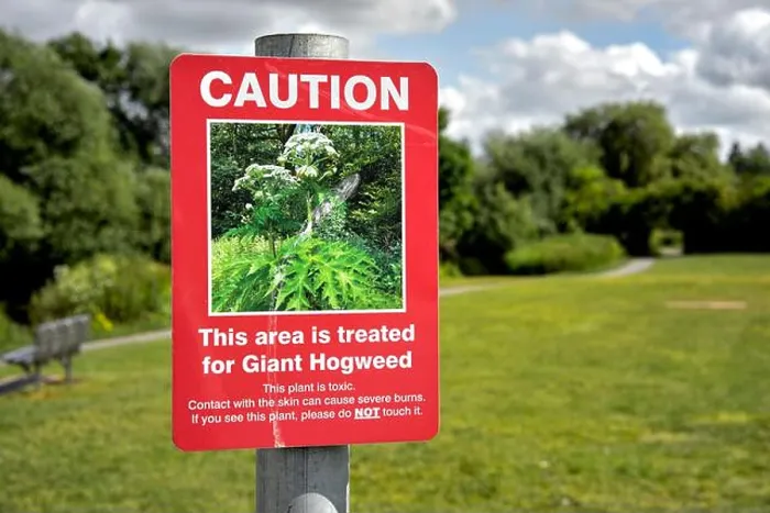 Framed Print : Giant Hogweed warning sign. Heracleum mantegazzianum England rural UK Framed Print : Giant Hogweed warning sign. Heracleum mantegazzianum England rural UK
