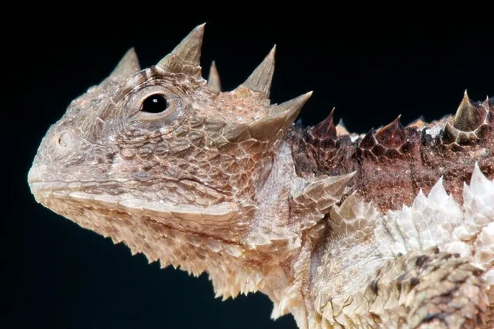 Framed Print : Giant horned lizard / Phrynosoma asio Framed Print : Giant horned lizard / Phrynosoma asio