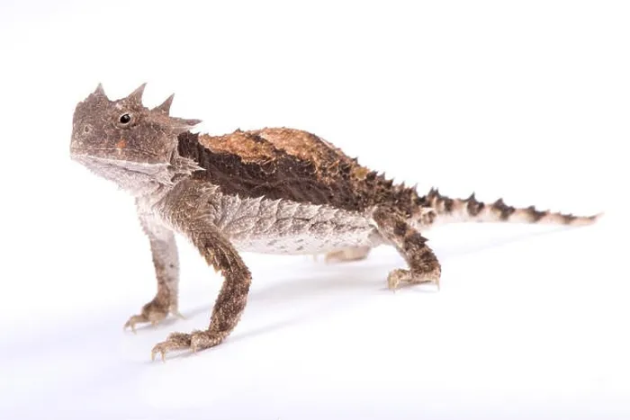 Framed Print : Giant horned lizard, Phrynosoma asio Framed Print : Giant horned lizard, Phrynosoma asio