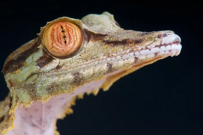 Framed Print : Giant leaf-tailed gecko / Uroplatus fimbriatus Framed Print : Giant leaf-tailed gecko / Uroplatus fimbriatus