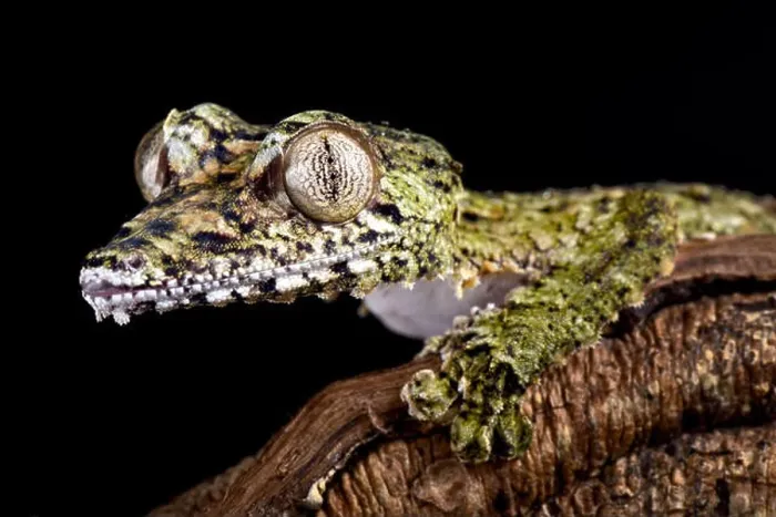 Framed Print : Giant leaf-tailed gecko, Uroplatus giganteus Framed Print : Giant leaf-tailed gecko, Uroplatus giganteus