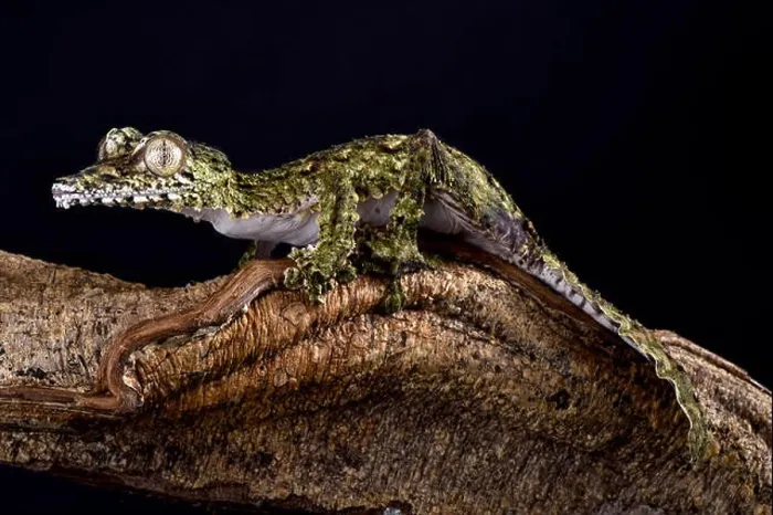 Framed Print : Giant leaf-tailed gecko, Uroplatus giganteus Framed Print : Giant leaf-tailed gecko, Uroplatus giganteus
