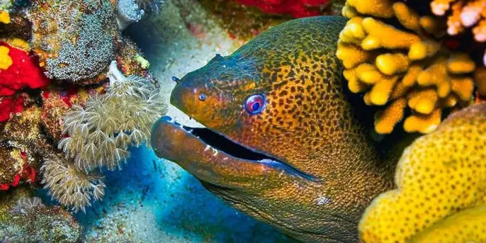 Framed Print : Giant moray, Gymnothorax jovanicus, Coral Reef, Red Sea, Egypt, Africa Framed Print : Giant moray, Gymnothorax jovanicus, Coral Reef, Red Sea, Egypt, Africa