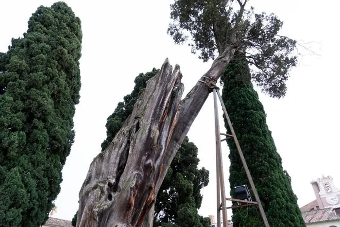 Framed Print : giant old tree in Bath of Diocletian in Rome view Michelangelo cloister Framed Print : giant old tree in Bath of Diocletian in Rome view Michelangelo cloister