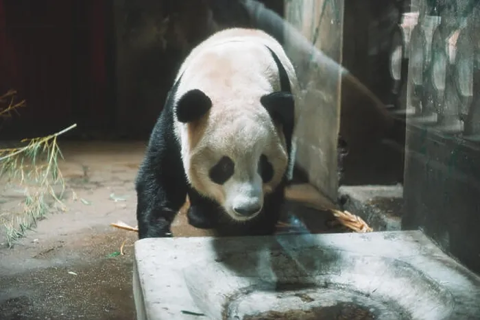 Framed Print : Giant panda is eating bamboo in the Hangzhou Zoo Framed Print : Giant panda is eating bamboo in the Hangzhou Zoo