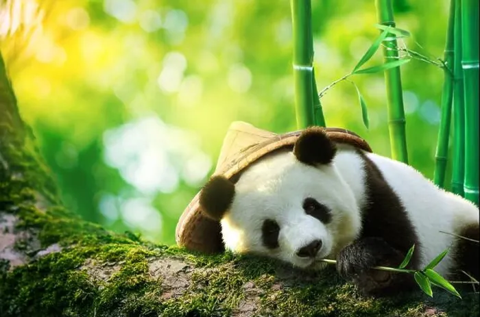 Framed Print : Giant panda wearing a bamboo hat resting in a tree eating bamboo shoots Framed Print : Giant panda wearing a bamboo hat resting in a tree eating bamboo shoots