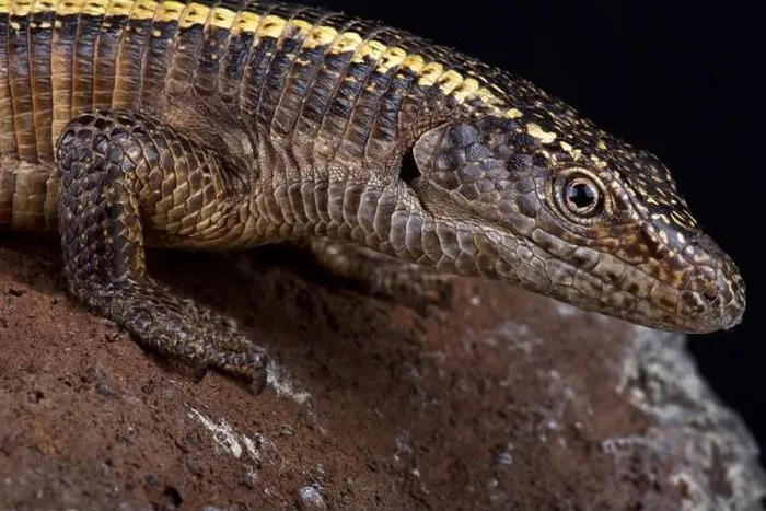 Framed Print : The giant plated lizard (Matobosaurus validus) is the largest member in the Gerrhosauridae family Framed Print : The giant plated lizard (Matobosaurus validus) is the largest member in the Gerrhosauridae family