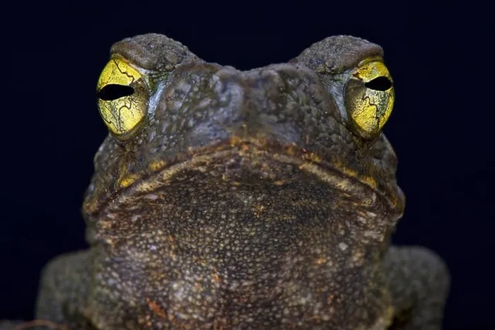 Framed Print : Giant river toad (Phrynoides aspera) Framed Print : Giant river toad (Phrynoides aspera)