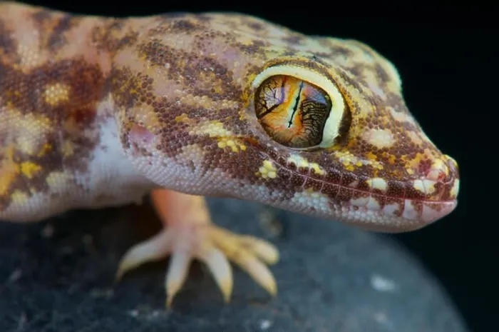 Framed Print : Giant sand gecko / Stenodactylus pettrii Framed Print : Giant sand gecko / Stenodactylus pettrii