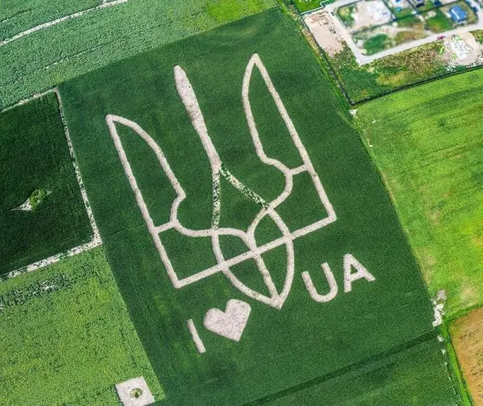 Framed Print : Giant symbol of the country of Ukraine is a trident created by corn sprouts in a corn field Framed Print : Giant symbol of the country of Ukraine is a trident created by corn sprouts in a corn field