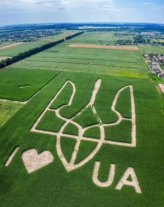 Framed Print : Giant symbol of the country of Ukraine is a trident created by corn sprouts in a corn field Framed Print : Giant symbol of the country of Ukraine is a trident created by corn sprouts in a corn field