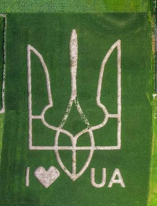 Framed Print : Giant symbol of the country of Ukraine is a trident created by corn sprouts in a corn field Framed Print : Giant symbol of the country of Ukraine is a trident created by corn sprouts in a corn field