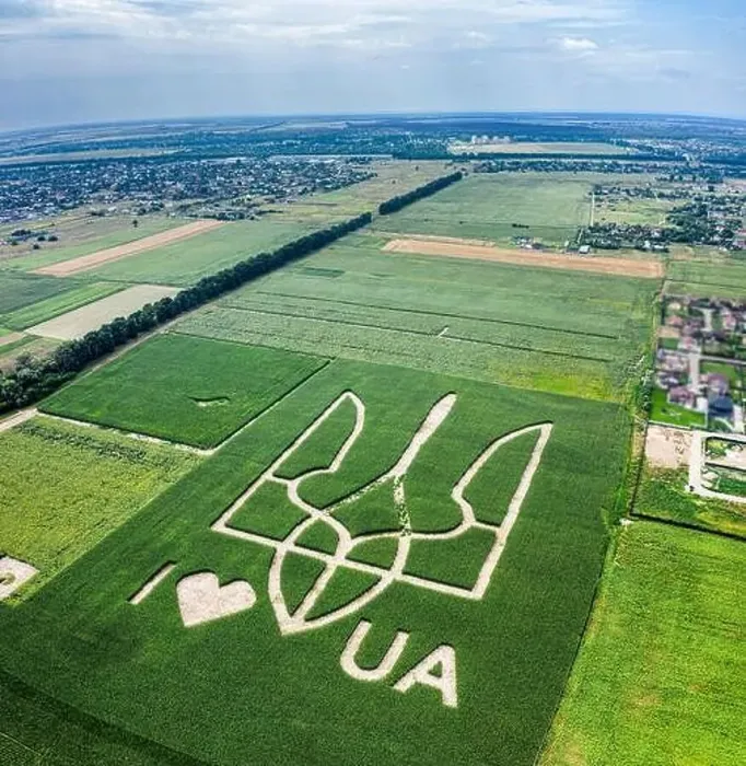 Framed Print : Giant symbol of the country of Ukraine is a trident created by corn sprouts in a corn field Framed Print : Giant symbol of the country of Ukraine is a trident created by corn sprouts in a corn field