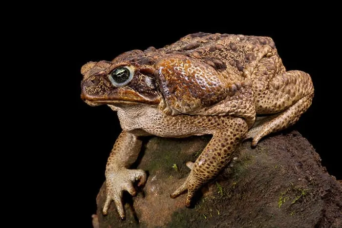 Framed Print : Giant toad, Rhinella marina Framed Print : Giant toad, Rhinella marina