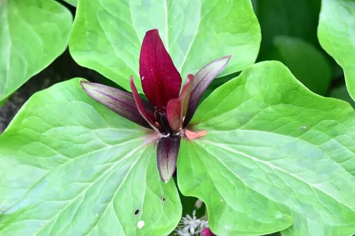 Framed Print : giant trillium, giant wakerobin, common trillium, Trillium chloropetalum, óriás hármasszirom, America Framed Print : giant trillium, giant wakerobin, common trillium, Trillium chloropetalum, óriás hármasszirom, America