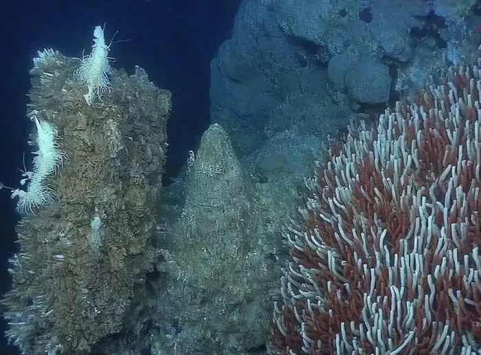Framed Print : Giant Tube Worms Riftia pachyptila Siboglinidae in Hydrothermal vent Deep Sea Exploration 2025