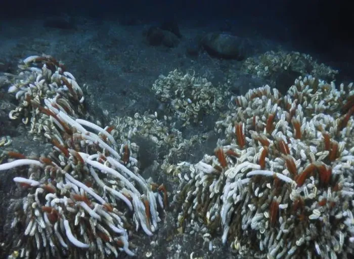 Framed Print : Giant Tube Worms Riftia pachyptila Siboglinidae in Hydrothermal vent Deep Sea Exploration 2025 Framed Print : Giant Tube Worms Riftia pachyptila Siboglinidae in Hydrothermal vent Deep Sea Exploration 2025