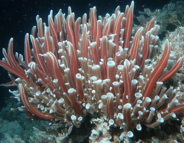 Framed Print : Giant Tube Worms Riftia pachyptila Siboglinidae in Hydrothermal vent Deep Sea Exploration 2025 Framed Print : Giant Tube Worms Riftia pachyptila Siboglinidae in Hydrothermal vent Deep Sea Exploration 2025