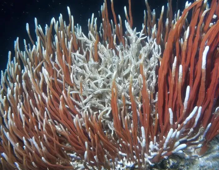 Framed Print : Giant Tube Worms Riftia pachyptila Siboglinidae in Hydrothermal vent Deep Sea Exploration 2025 Framed Print : Giant Tube Worms Riftia pachyptila Siboglinidae in Hydrothermal vent Deep Sea Exploration 2025