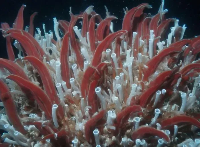 Framed Print : Giant Tube Worms Riftia pachyptila Siboglinidae in Hydrothermal vent Deep Sea Exploration 2025