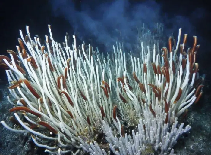 Framed Print : Giant Tube Worms Riftia pachyptila Siboglinidae in Hydrothermal vent Deep Sea Exploration 2025 Framed Print : Giant Tube Worms Riftia pachyptila Siboglinidae in Hydrothermal vent Deep Sea Exploration 2025