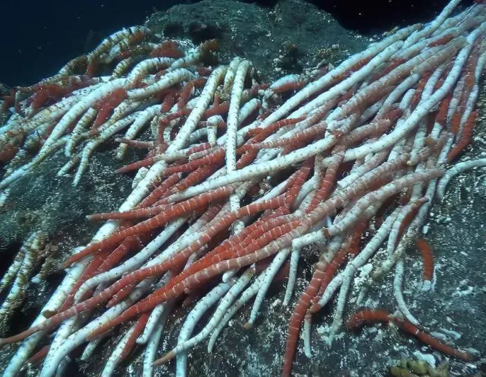 Framed Print : Giant Tube Worms Riftia pachyptila Siboglinidae in Hydrothermal vent Deep Sea Exploration 2025