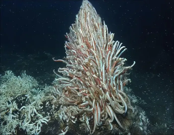 Framed Print : Giant Tube Worms Riftia pachyptila Siboglinidae in Hydrothermal vent Deep Sea Exploration 2025 Framed Print : Giant Tube Worms Riftia pachyptila Siboglinidae in Hydrothermal vent Deep Sea Exploration 2025