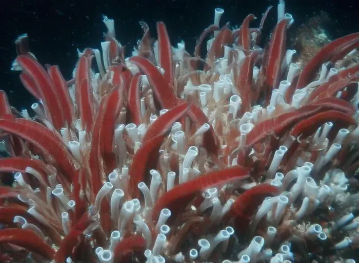 Framed Print : Giant Tube Worms Riftia pachyptila Siboglinidae in Hydrothermal vent Deep Sea Exploration 2025 Framed Print : Giant Tube Worms Riftia pachyptila Siboglinidae in Hydrothermal vent Deep Sea Exploration 2025