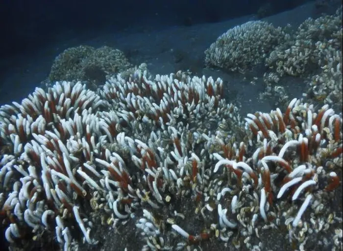 Framed Print : Giant Tube Worms Riftia pachyptila Siboglinidae in Hydrothermal vent Deep Sea Exploration 2025 Framed Print : Giant Tube Worms Riftia pachyptila Siboglinidae in Hydrothermal vent Deep Sea Exploration 2025