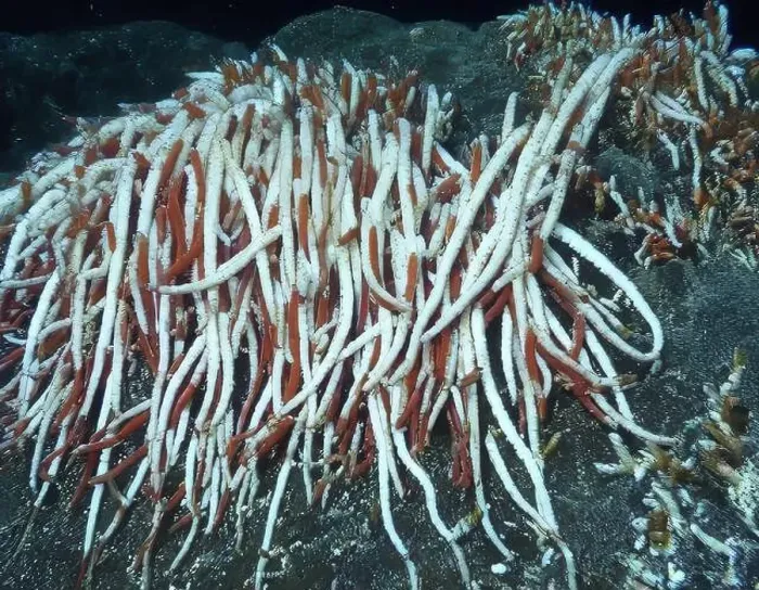 Framed Print : Giant Tube Worms Riftia pachyptila Siboglinidae in Hydrothermal vent Deep Sea Exploration 2025 Framed Print : Giant Tube Worms Riftia pachyptila Siboglinidae in Hydrothermal vent Deep Sea Exploration 2025