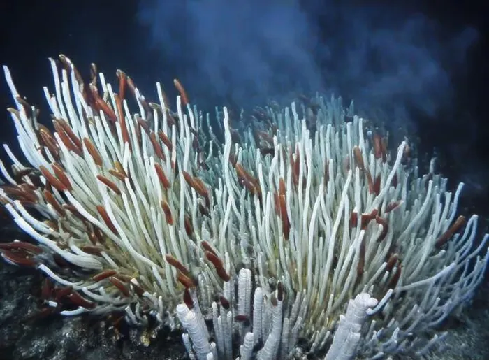 Framed Print : Giant Tube Worms Riftia pachyptila Siboglinidae in Hydrothermal vent Deep Sea Exploration 2025 Framed Print : Giant Tube Worms Riftia pachyptila Siboglinidae in Hydrothermal vent Deep Sea Exploration 2025