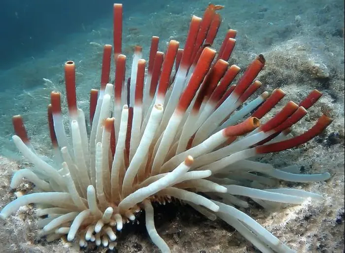 Framed Print : Giant Tube Worms Riftia pachyptila Siboglinidae in Hydrothermal vent Deep Sea Exploration 2025 Framed Print : Giant Tube Worms Riftia pachyptila Siboglinidae in Hydrothermal vent Deep Sea Exploration 2025