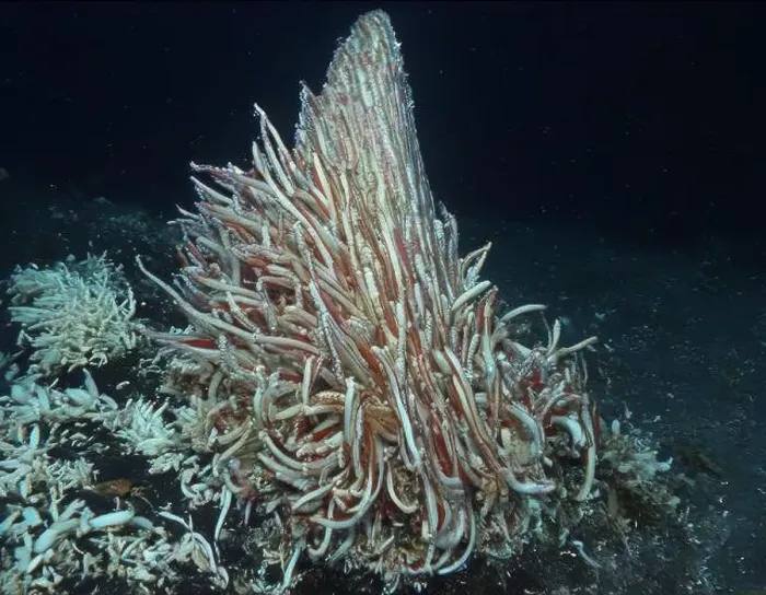 Framed Print : Giant Tube Worms Riftia pachyptila Siboglinidae in Hydrothermal vent Deep Sea Exploration 2025
