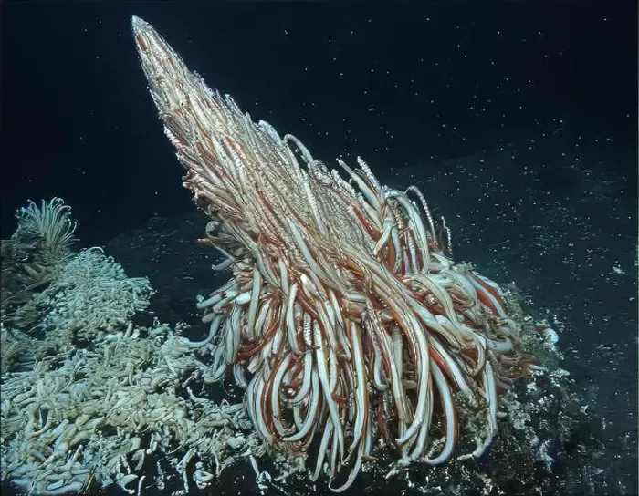 Framed Print : Giant Tube Worms Riftia pachyptila Siboglinidae in Hydrothermal vent Deep Sea Exploration 2025 Framed Print : Giant Tube Worms Riftia pachyptila Siboglinidae in Hydrothermal vent Deep Sea Exploration 2025