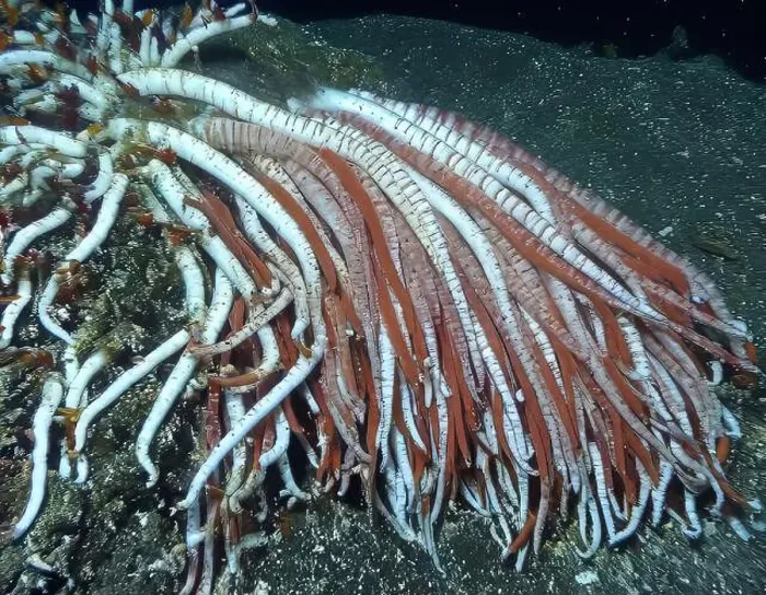 Framed Print : Giant Tube Worms Riftia pachyptila Siboglinidae in Hydrothermal vent Deep Sea Exploration 2025 Framed Print : Giant Tube Worms Riftia pachyptila Siboglinidae in Hydrothermal vent Deep Sea Exploration 2025