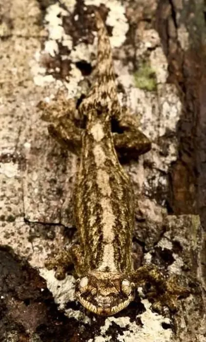 Framed Print : Giant Turniptailed gecko (Thecadactylus rapicauda)