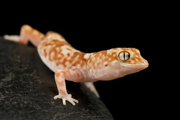 Framed Print : Gibber gecko (Lucasium byrnei) Framed Print : Gibber gecko (Lucasium byrnei)