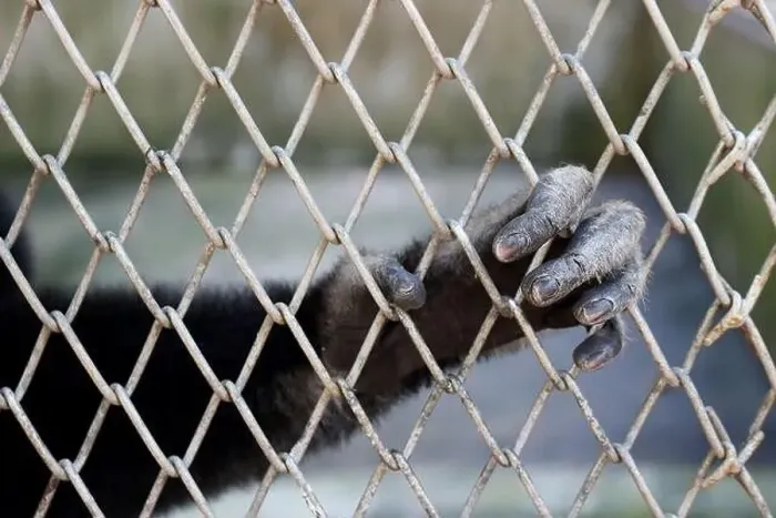 Framed Print : The gibbon's hand was holding the cage as it was locked Framed Print : The gibbon's hand was holding the cage as it was locked