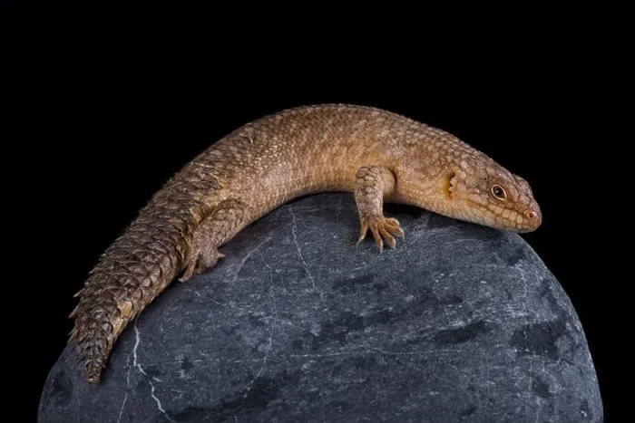 Framed Print : The Gidgee Spiny-tailed Skink (Egernia stokesii) is found in Australia. They prefer rocky outcrops