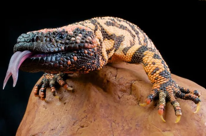 Framed Print : Gila monster / Heloderma suspectum Framed Print : Gila monster / Heloderma suspectum