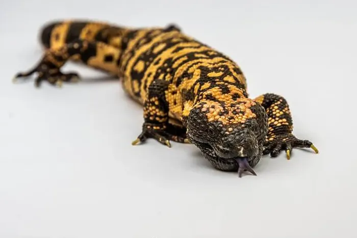 Framed Print : A Gila Monster in Tucson, Arizona Framed Print : A Gila Monster in Tucson, Arizona