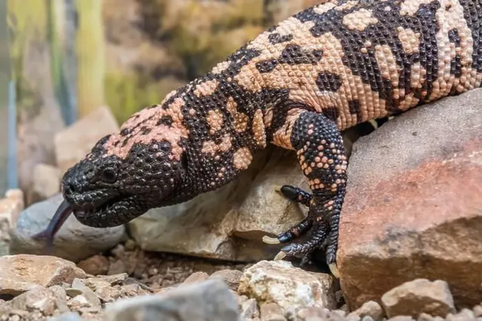 Framed Print : A Gila Monster in Tucson, Arizona Framed Print : A Gila Monster in Tucson, Arizona