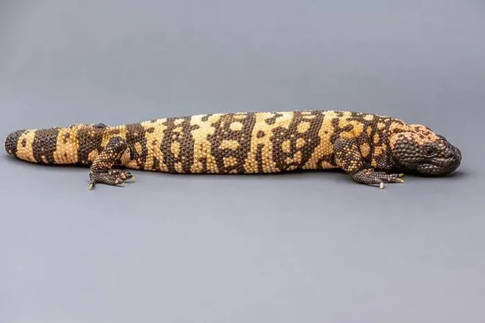 Framed Print : A Gila Monster in Tucson, Arizona Framed Print : A Gila Monster in Tucson, Arizona